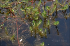 Myriophyllum oliganthum